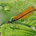 Beautiful Demoiselle female, Calopteryx virgo